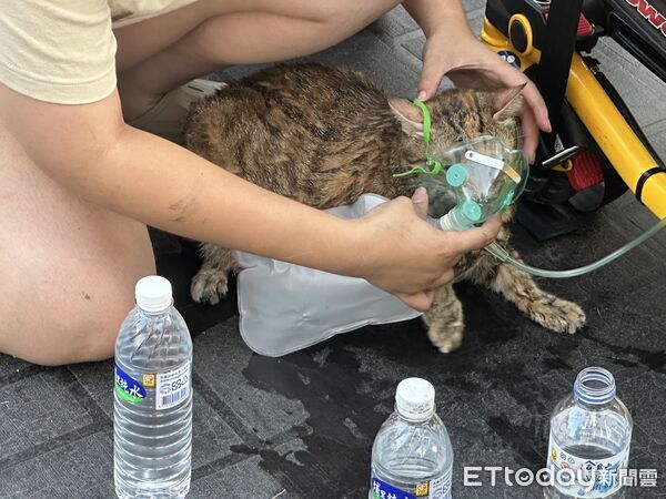 ▲恐怖黑煙害虎斑貓「閉眼吐舌」狂喘　緊急給氧潑水！消防人寵都救。（圖／記者許權毅攝）