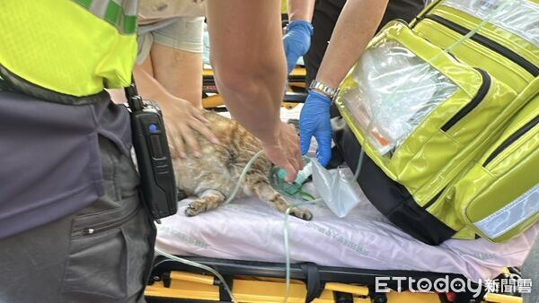 ▲恐怖黑煙害虎斑貓「閉眼吐舌」狂喘　緊急給氧潑水！消防人寵都救。（圖／記者許權毅攝）