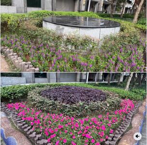 仁愛路林蔭大道消失！　高嘉瑜揭市府理由「果不其然」