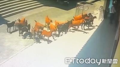 高雄19羊兒大逃亡!鑽柵欄缺口集體蹺家 躲土地公廟乘涼