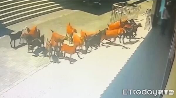 高雄19羊兒大逃亡！鑽柵欄缺口集體蹺家 躲土地公廟乘涼
