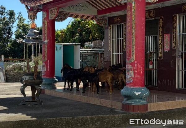 ▲男子被群羊追逐驚恐報案，警找40分終於找到在土地公廟乘涼的羊群。（圖／記者吳奕靖翻攝）