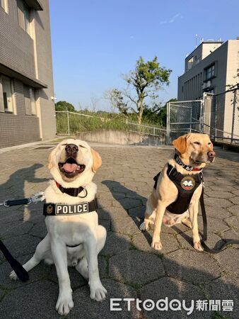 ▲▼國慶大典即將登場，警犬及消防搜救犬也將共同參與遊行演出。（圖／內政部提供）