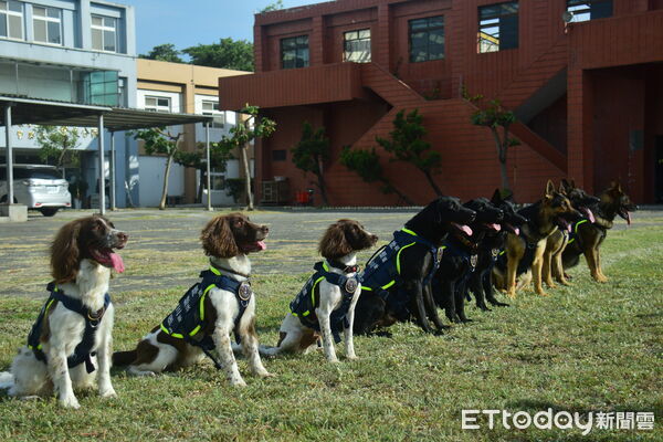 ▲▼國慶大典即將登場，警犬及消防搜救犬也將共同參與遊行演出。（圖／內政部提供）