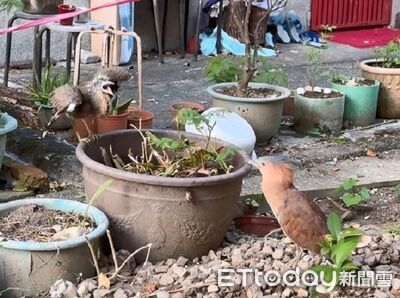 「啃老地瓜」巴豆夭找家長! 菸嗓狂哭餓親鳥乾脆躲樹上