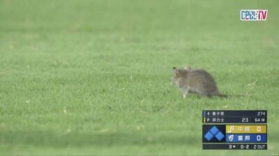 雙北「鼠」話題延燒到球場?新莊驚見老鼠狂奔 兄弟球星險踩中