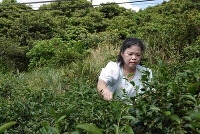 新北石門第三代茶農接棒傳承 春品製茶謝秋紅續寫百年茶香