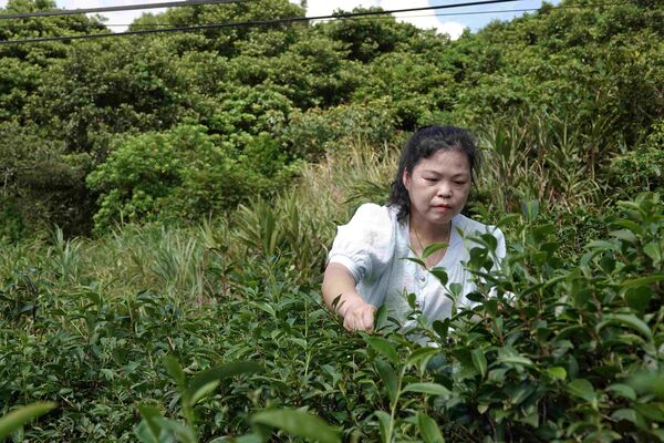 ▲新北石門第三代茶農接棒傳承 春品製茶謝秋紅續寫百年茶香。（圖／新北市農業局提供）