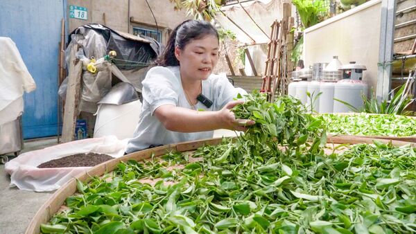 ▲新北石門第三代茶農接棒傳承 春品製茶謝秋紅續寫百年茶香。（圖／新北市農業局提供）