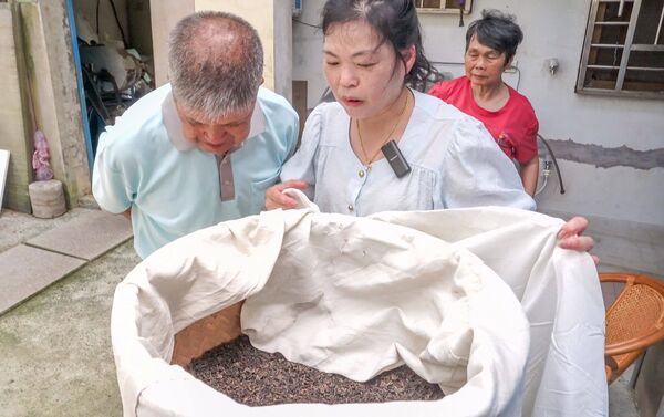 ▲新北石門第三代茶農接棒傳承 春品製茶謝秋紅續寫百年茶香。（圖／新北市農業局提供）