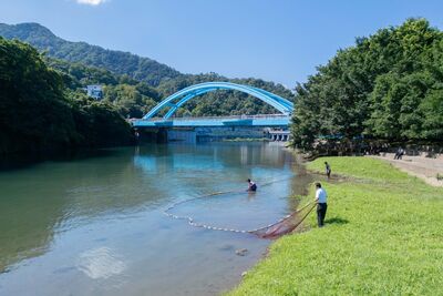 潛入北勢溪移除371尾外來魚 新北攜手海大推積極生態治理