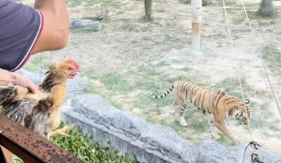 陸動物園活雞餵老虎「三種玩法」 兒童直擊血腥撕咬、家長中途帶離