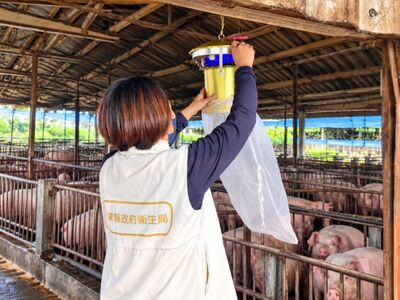 屏東今年首例日本腦炎!6旬婦發燒嘔吐確診 住家附近有豬舍、水田