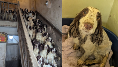 志工上門救援受傷犬　驚見「84隻汪+2貓擠爆屋內」滿地糞便超震撼