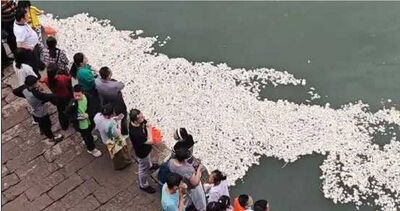 魚都吃到吐了!遊客狂餵食「饅頭漂滿江面」 誇張畫面曝
