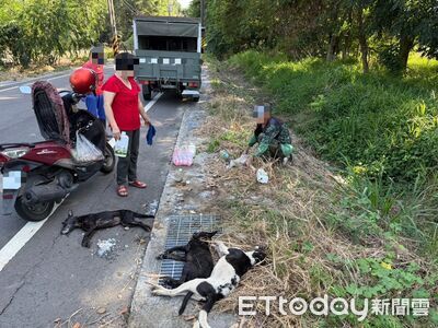 台南沙崙竹林疑遭放毒餌!4犬死亡 動保處聯手警方全面追查