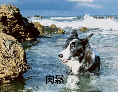 邊牧:媽媽,這回你總相信是我了吧! 肉鬆回來投胎記(下)