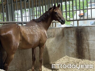 開箱國家馬場!馬界公務員服役12年「蛇毒血清拯救數千人」