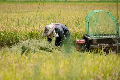 國慶鳥灰面鵟鷹現蹤田寮洋 382種鳥類紀錄居全台第一