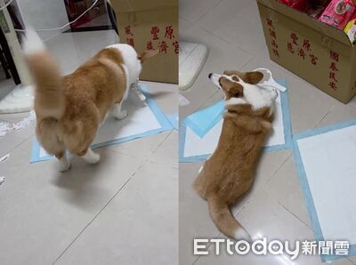 爸換濾芯愛犬忙「偷走工具」　東奔西跑好像很會幫忙修