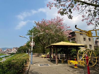 秋日粉紅花廊正美!新北淡水、三峽美人樹浪漫盛開