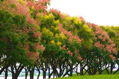 新北河濱「4處台灣欒樹」結出粉紅蒴果　觀賞位置一次看