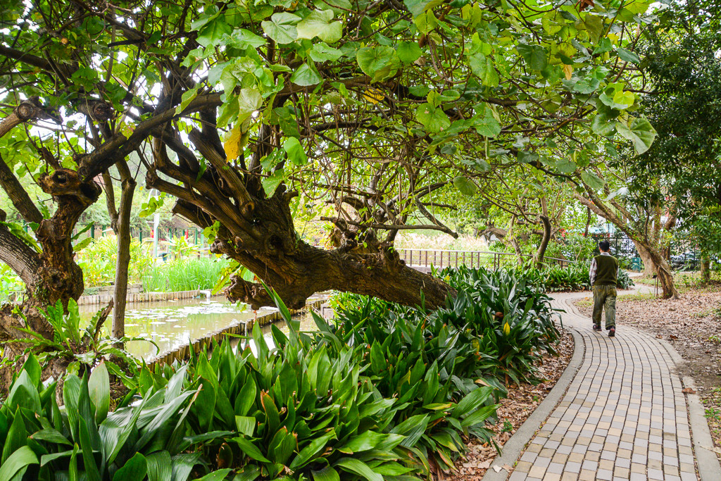 陸網配圖_台北市重要建築_台北植物園。（圖／記者陳明仁攝）