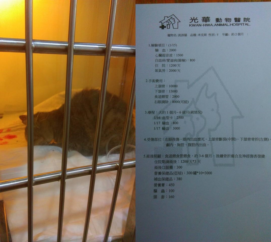 生命都不該被放棄 男大生負擔近6萬搶救重傷流浪貓 Ettoday寵物雲 Ettoday新聞雲