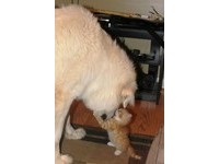 小橘貓Fuego當年來到家裡才4個月大，馬上把2歲的大白熊犬Luna 當成自己的媽媽，每天都要給Luna 抱抱。然而撒嬌的Fuego 也會適時「報答」大白熊犬，不但幫忙頭頸肩按摩，還會幫牠「洗臉」。（圖／imgur，By KierstenDurant）
