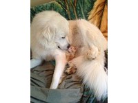 小橘貓Fuego當年來到家裡才4個月大，馬上把2歲的大白熊犬Luna 當成自己的媽媽，每天都要給Luna 抱抱。然而撒嬌的Fuego 也會適時「報答」大白熊犬，不但幫忙頭頸肩按摩，還會幫牠「洗臉」。（圖／imgur，By KierstenDurant）
