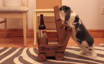 短腿兔晃著肥屁屁，推啤酒車送酒來囉