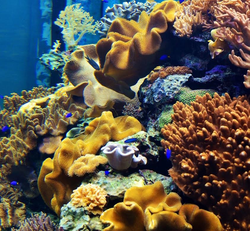 珊瑚是植物還礦物 海生館 刺絲胞 動物 Ettoday寵物雲 Ettoday新聞雲