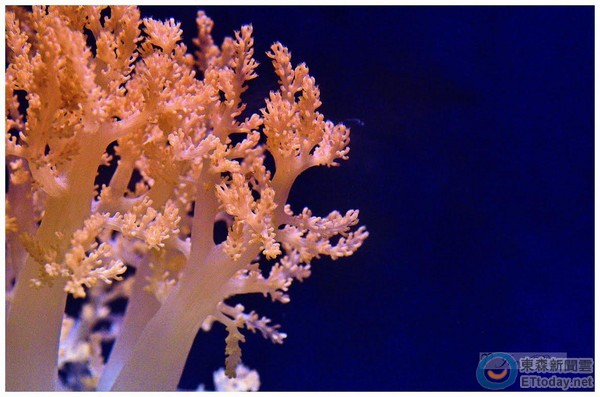 珊瑚是植物還礦物 海生館 刺絲胞 動物 Ettoday寵物雲 Ettoday新聞雲