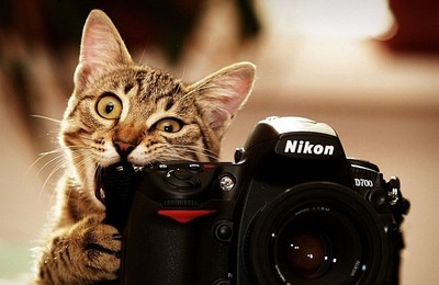 小動物變身攝影師，唉唷不能咬相機啦
