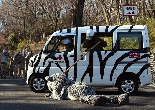 雪豹從籠中逃脫 東京多摩動物園 真人實境 演練 Ettoday旅遊雲 Ettoday新聞雲