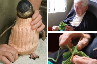 布滿是皺紋的雙手，爺爺替企鵝織毛衣