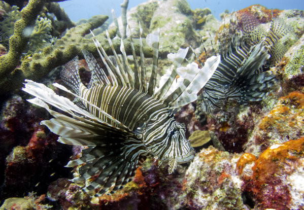 獅子魚入侵加勒比海與大西洋，吃光珊瑚礁的原生物種。（圖／達志影像／美聯社）