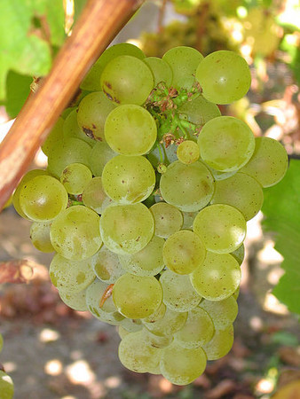 片來源：維基百科http://zh.m.wikipedia.org/zh-tw/白苏维翁#/media/File:Sauvignon_blanc_grapes.jpg