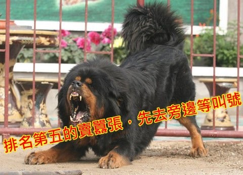 世界十大猛犬 藏獒只是個no 5小乖乖 鍵盤大檸檬 Ettoday新聞雲