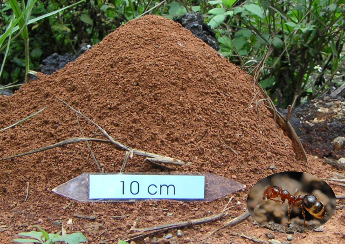 宜蘭冬山河驚現紅火蟻農委會拉警報 Ettoday生活新聞 Ettoday新聞雲