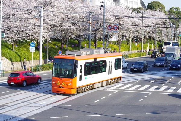 飛鳥山公園位於東京北區，是知名的賞櫻名所，公園內廣植超過600棵櫻花，在公園一還有自走式單軌電車可利用。