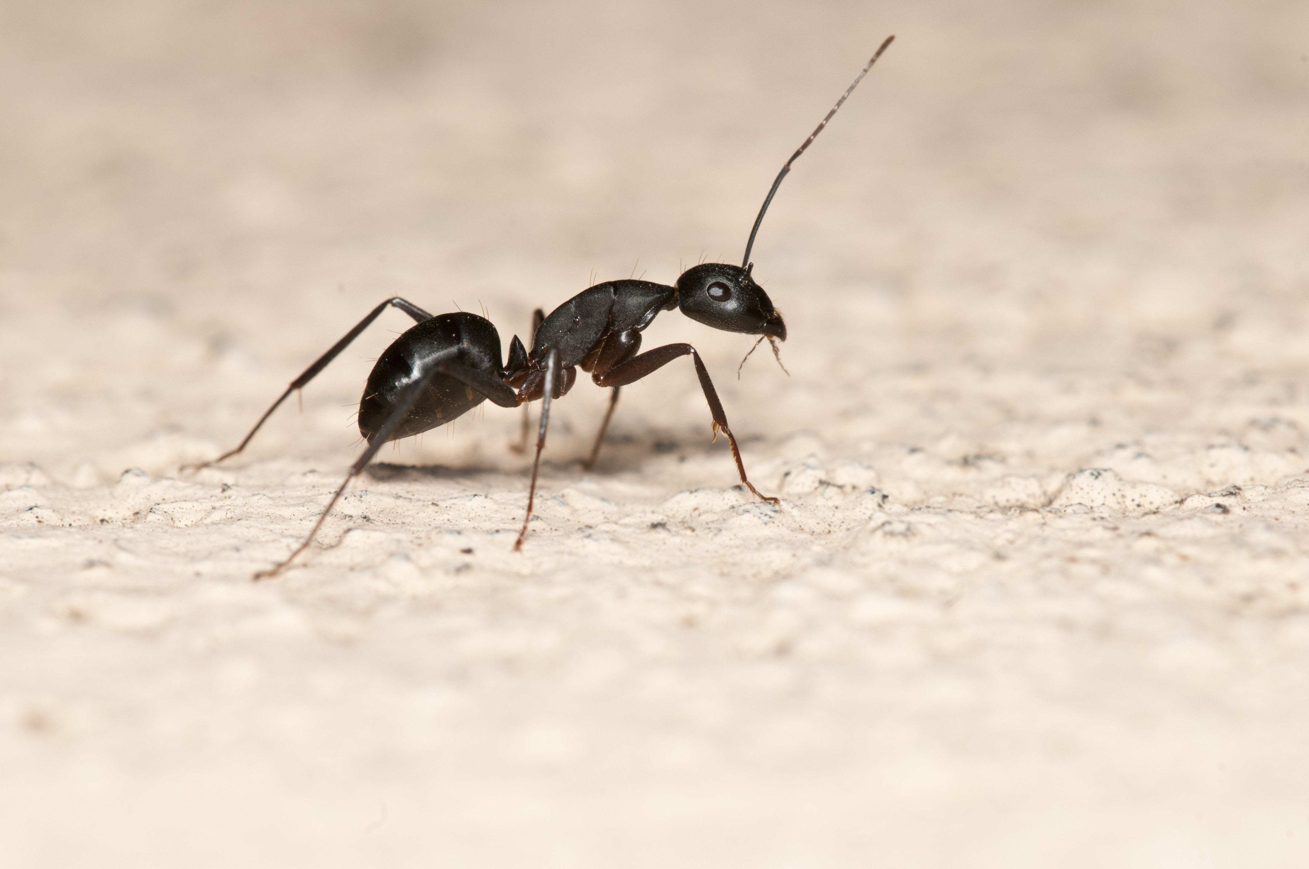 螞蟻倒著走也能回巢專家：牠們懂得在天空做標記| ETtoday寵物雲| ETtoday新聞雲