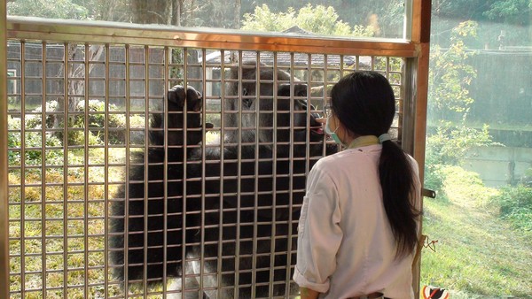 隔著玻璃　金剛猩猩「寶寶」與保育員手貼手！（圖／臺北市立動物園）