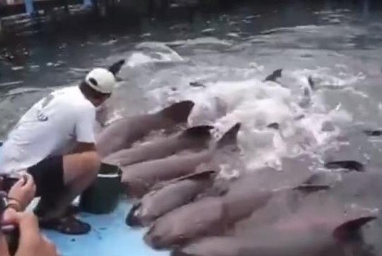 鯊魚,餵食,寵物,肉塊,鯊魚餵食秀